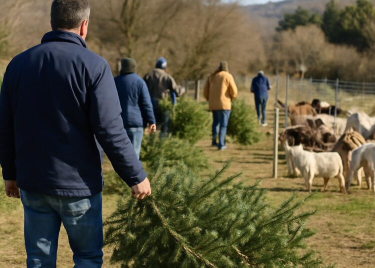 Collecte de sapins de Noël pour l'alimentation des chèvres en Vaucluse.