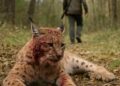 Ain : Un lynx gravement blessé après avoir été attaqué par un chasseur.