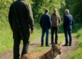 Ain : Un chasseur du Haut-Bugey suspecté après l'attaque d'un lynx.