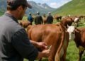 Savoie : Vaccination des animaux à leur arrivée en alpages pour nodules.