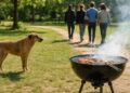 Isère : Des sénateurs proposent des sanctions pour chiens errants et barbecues non autorisés.