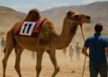 Isère. À 38 ans et avec 45 CV, “Turbo chameau” a triomphé au Maroc : « Une expérience unique »