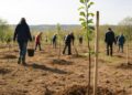 Sud-Ardèche : 280 arbres ont été mis en terre par un projet de verger.