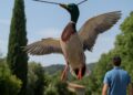 Vaucluse. Un canard piégé par son bec dans un fil électrique